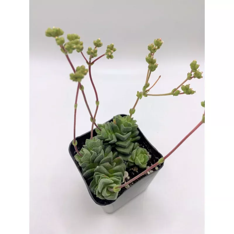 #38 Crassula Dorothy