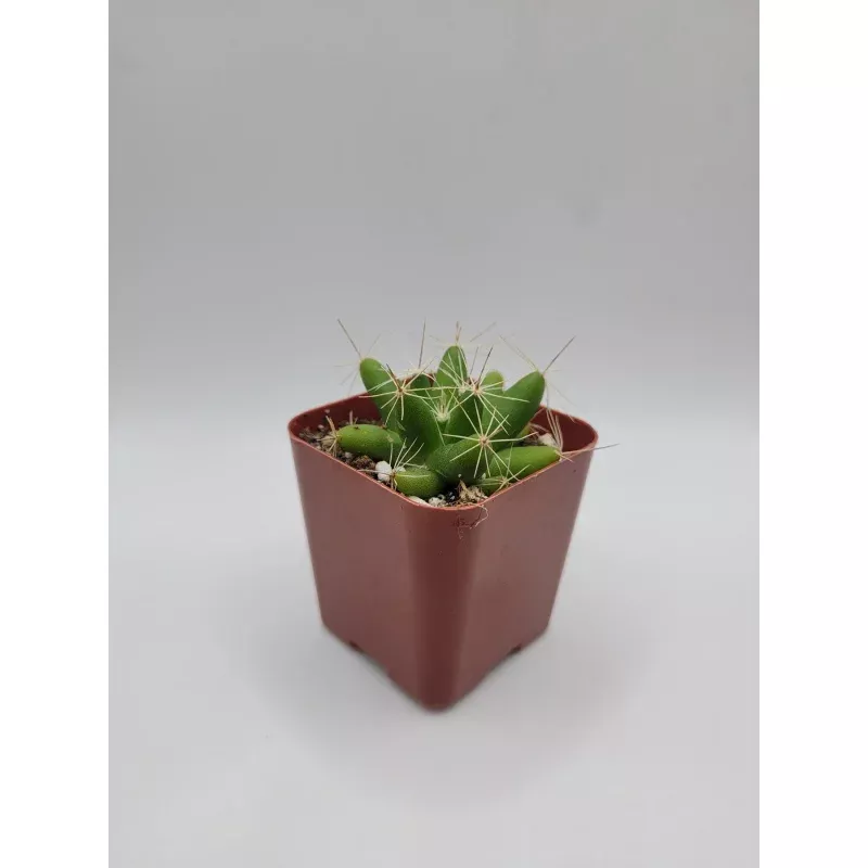 #43c Finger Cactus aka Mammillaria Longimamma