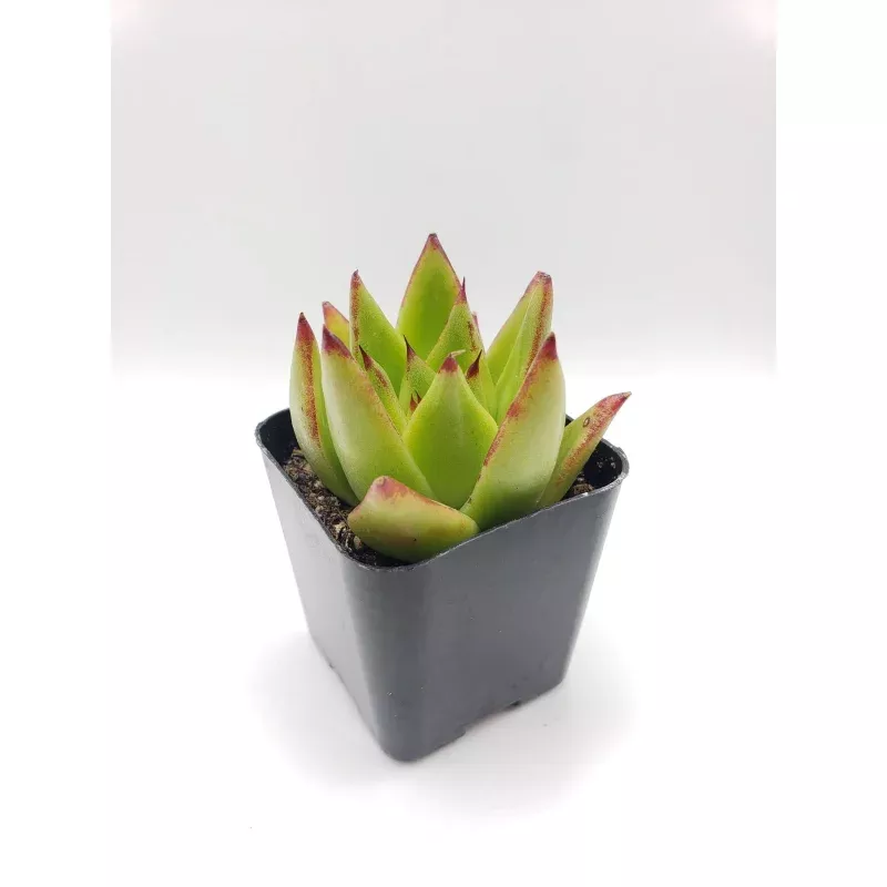 #52 Echeveria agavoides lipstick