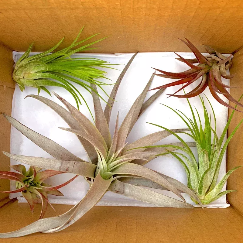 *6 Pack* Premium Air Plants Mix*Cannot Be Shipped Internationally*