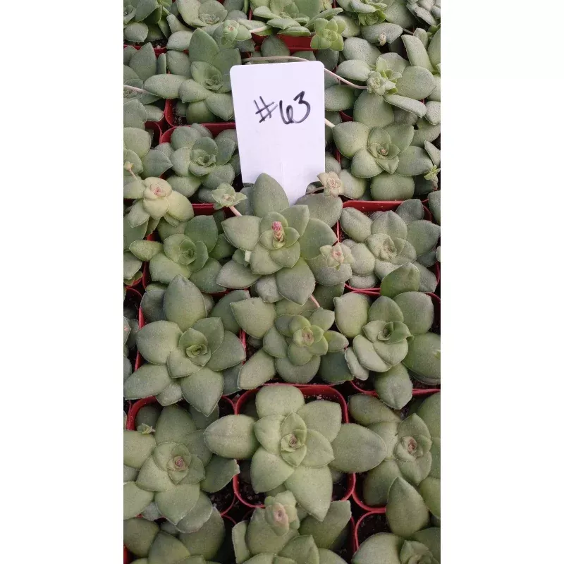 #63 Crassula orbicularis