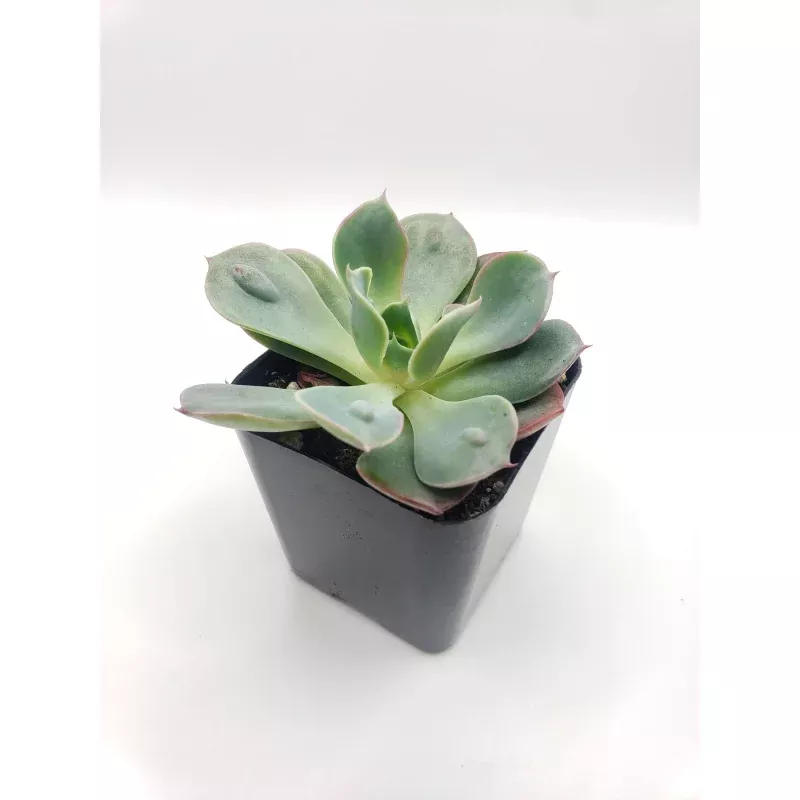 #74 Raindrop Echeveria