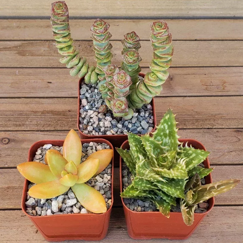 Arizona Sunset Succulent Assorted Packs (3-25 packs)