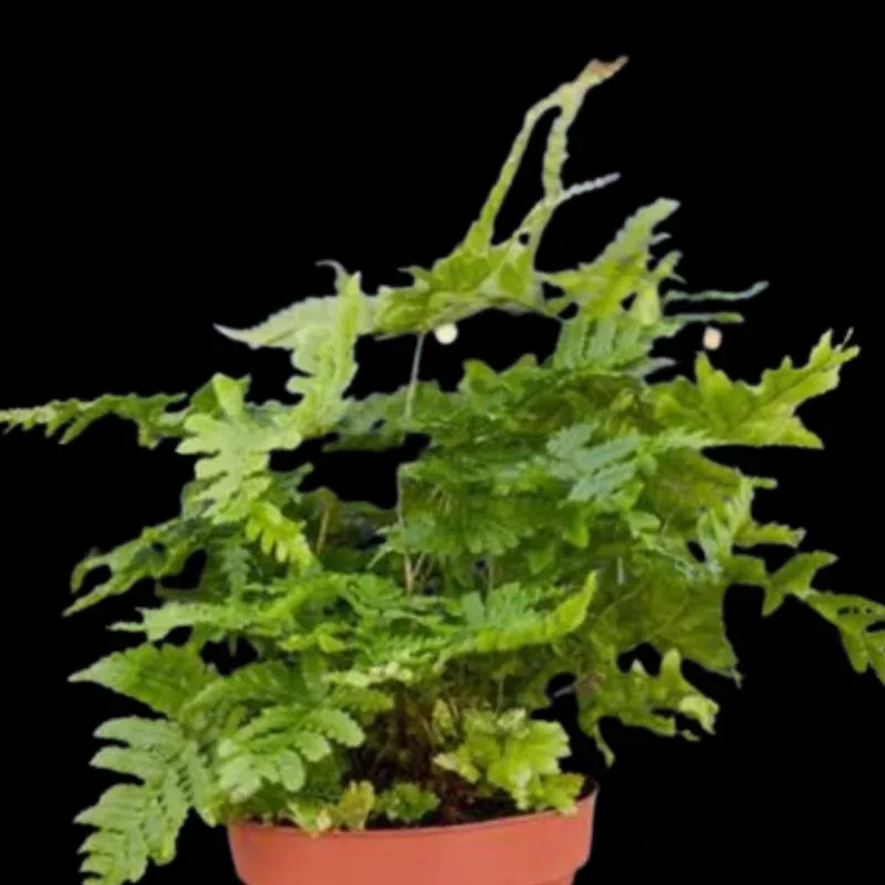 'Autumn' Fern - 4 Pot - NURSERY POT ONLY