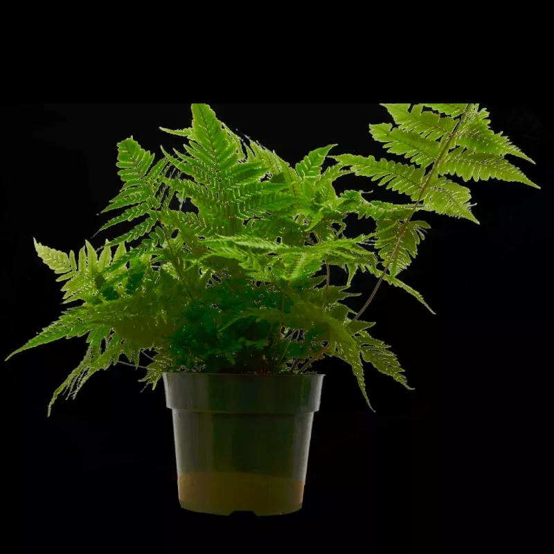 'Autumn' Fern - 6 Pot - NURSERY POT ONLY