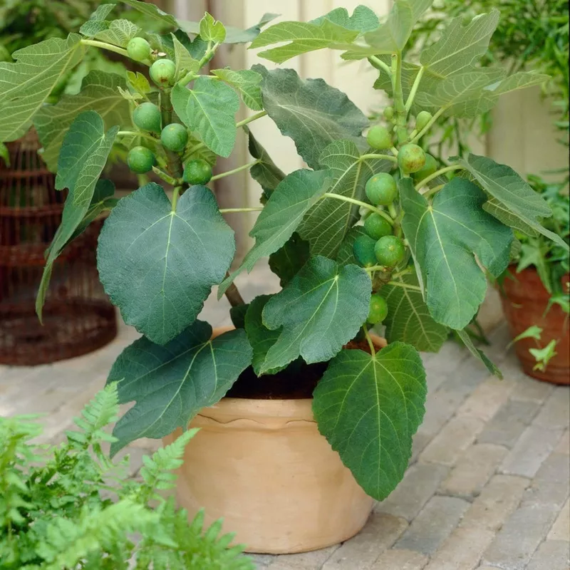 ‘Brunswick’ Fig Tree|Plant in a 3L Pot