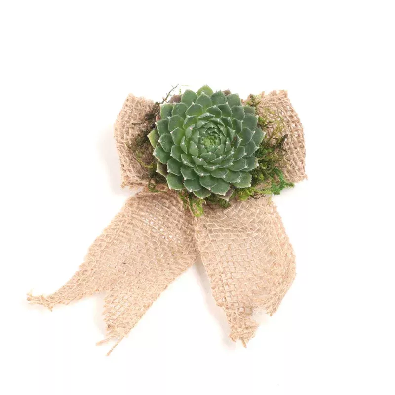 'Burlap Bow' Succulent Ornament