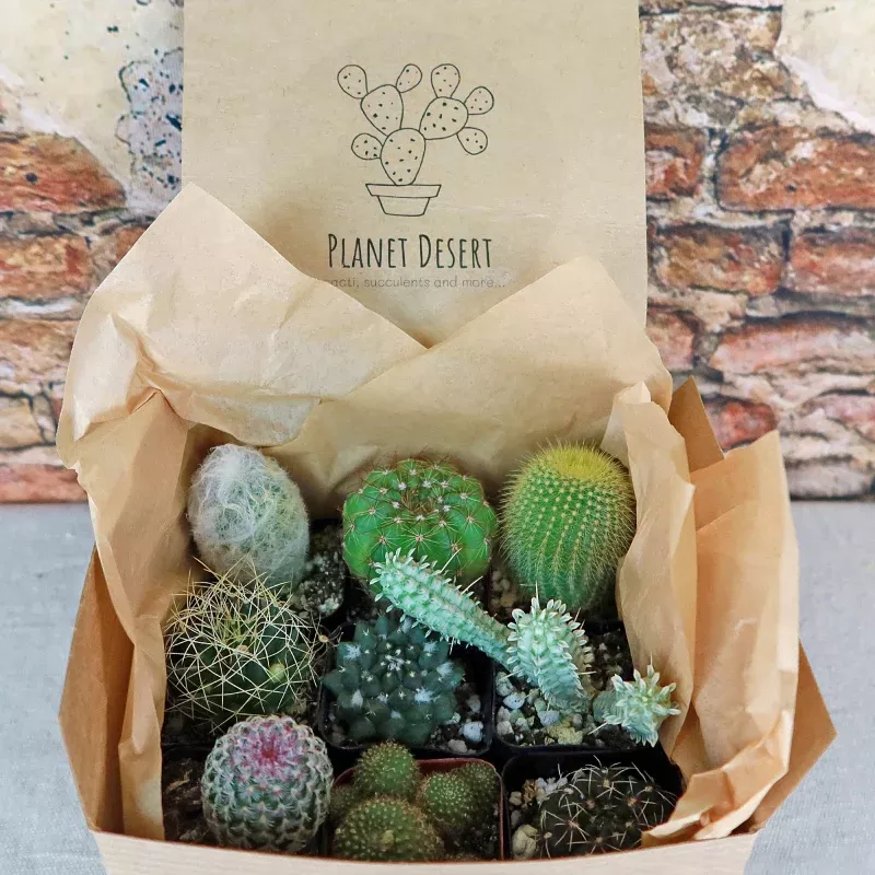 Cactus Sampler Gift Box|9 pack&16 pack