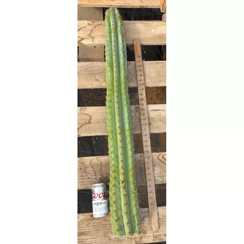 #EC02 Peruvianus Argententsis Cactus CUTTING 40