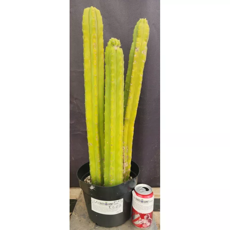 #EC03 exact Trichocereus Pachanoi PC Cactus 21, 20,17