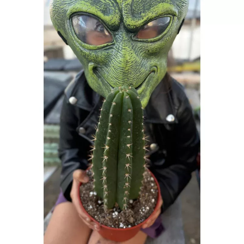 #EC04 Trichocereus Pachanoi Jiimz Long Spine Cactus Potted Options