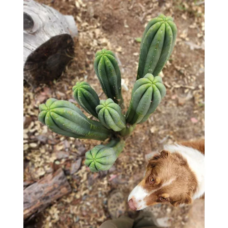 #EC06 Exact Trichocereus Pachanoi Jiimz Juul Cactus CUTTINGS and Potted 6-24