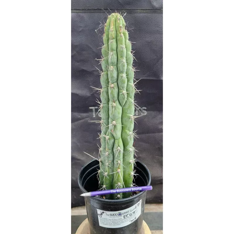 #EC07 EXACT Trichocereus Chalaensis Cactus 17