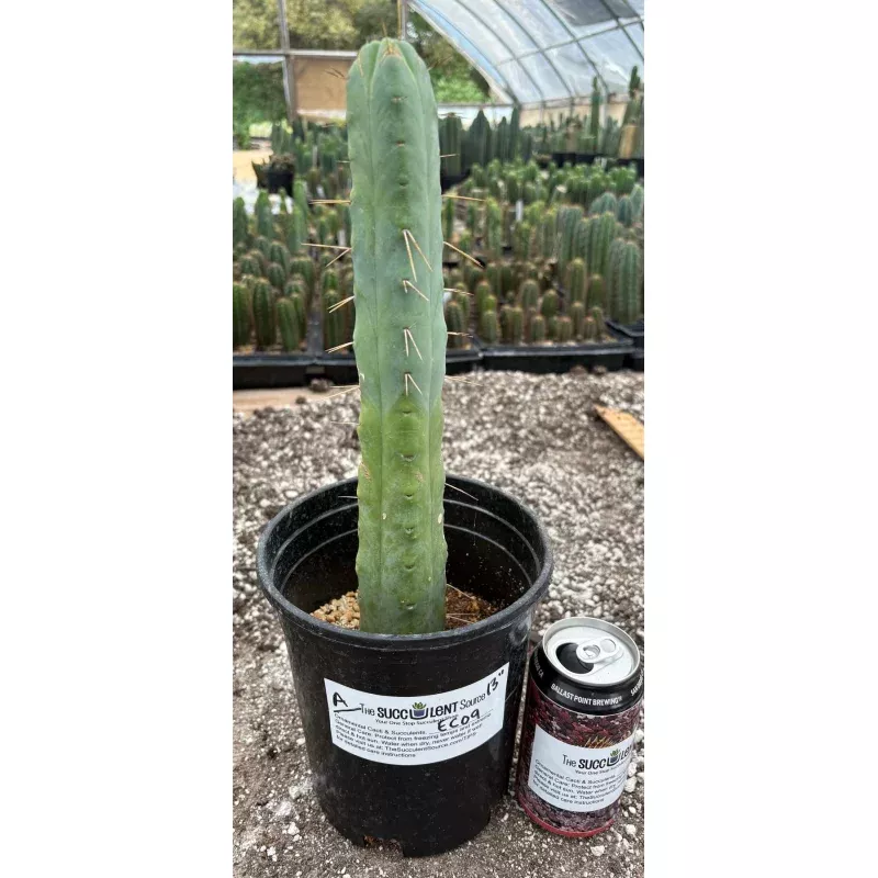 #EC09 Trichocereus Jiimz Four Rib Wind Bridgesii Cactus Specimens