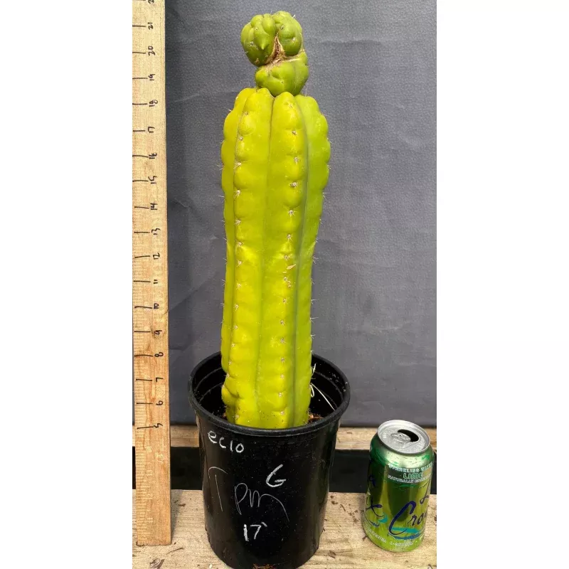 #EC10 EXACT Trichocereus Pachanoi Monstrose TPM Cactus Potted