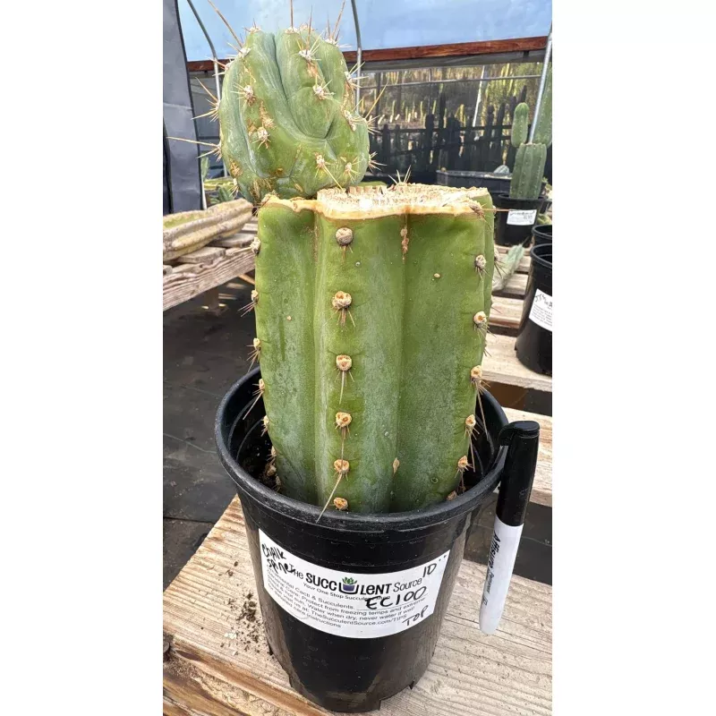 #EC100 EXACT Trichocereus Peruvianus TSSBP Chalk Spine Cactus 10