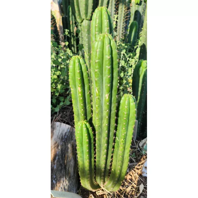 #EC101 EXACT Trichocereus Pachanoi Nahuel OP Chavin Herbalist Cactus Cutting 8-10