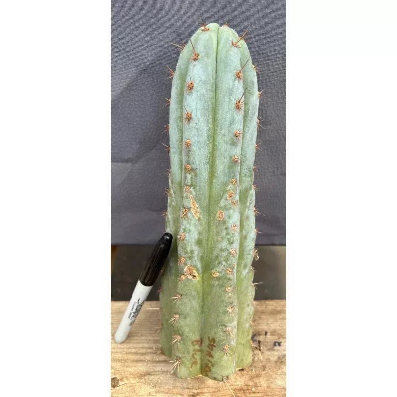 #EC102 EXACT Trichocereus Peruvianus TSSBP TLC Cactus Cutting
