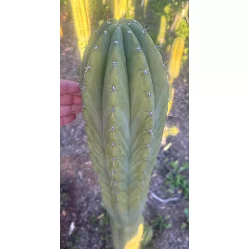 #EC103 Trichocereus Pachanoi K-Valle Cactus Cuttings 8-10