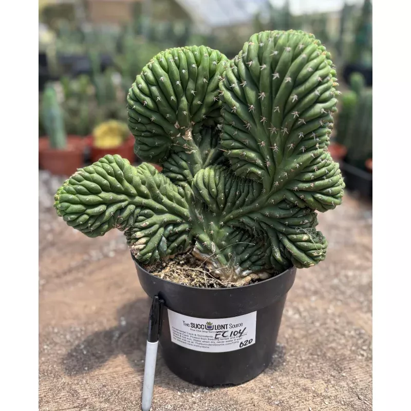 #EC104 EXACT Trichocereus Pachanoi Crested Cactus