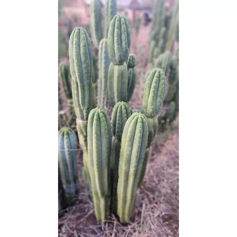 #EC106 EXACT Trichocereus Pachanoi Skip/CG Campground Cactus Cutting