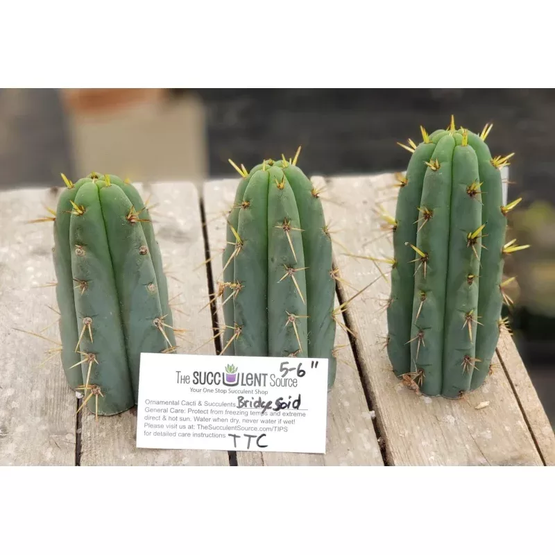 #EC107 EXACT Trichocereus Bridgesoid SunSpine cutting
