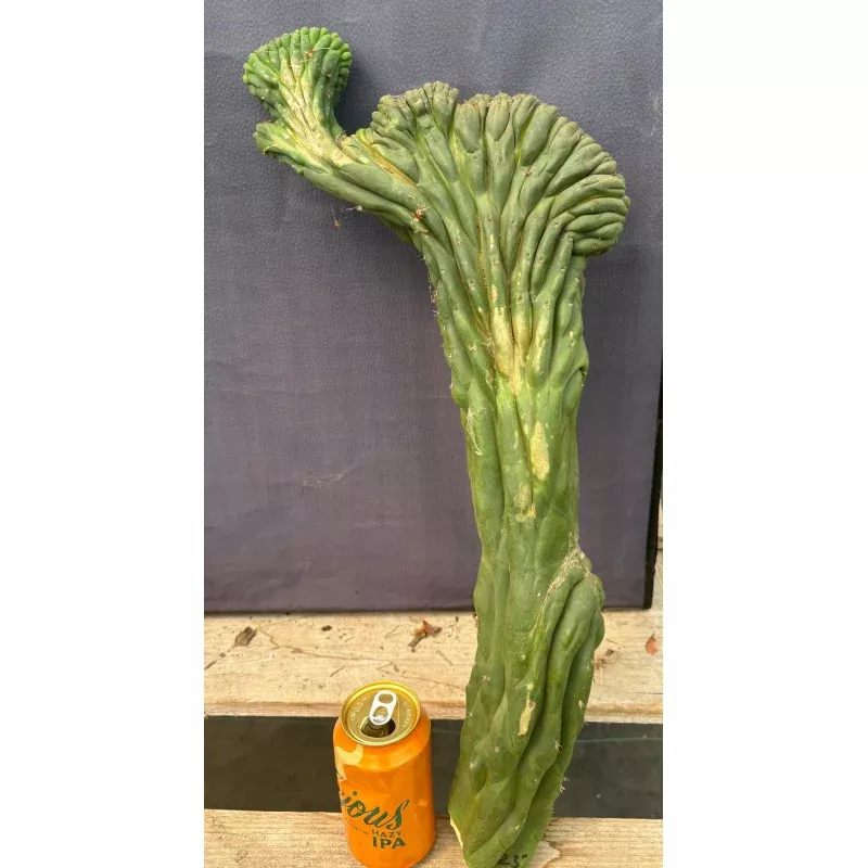 #EC109 Exact Trichocereus Pachanoi Crested Cactus Cutting 23