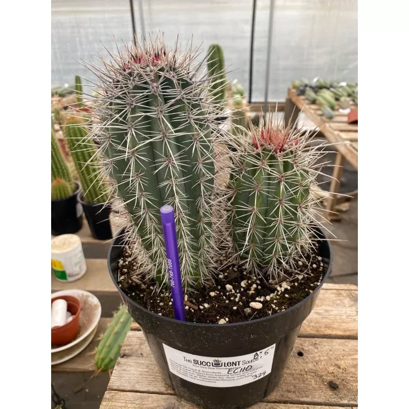 #EC110 EXACT Pachycereus Pringlei CardonOrnamental Cactus 8 and 5