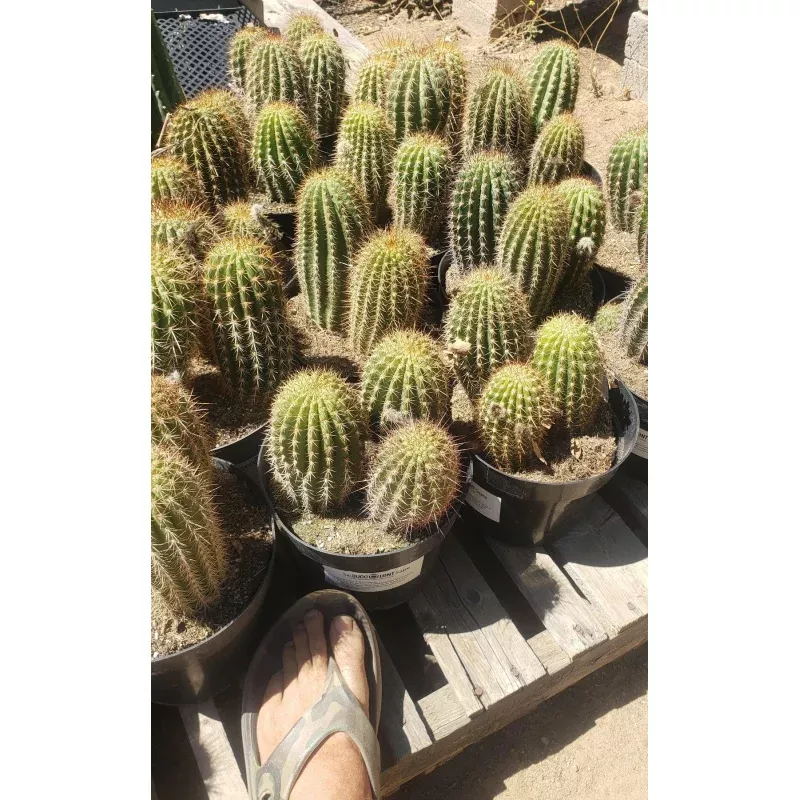 #EC111 Trichocereus Grandiflorus Ornamental Cactus Potted 8 we pick