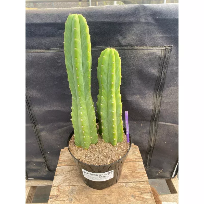 #EC114 EXACT Trichocereus Pachanoi PC Ornamental Cactus 14.5,11.5