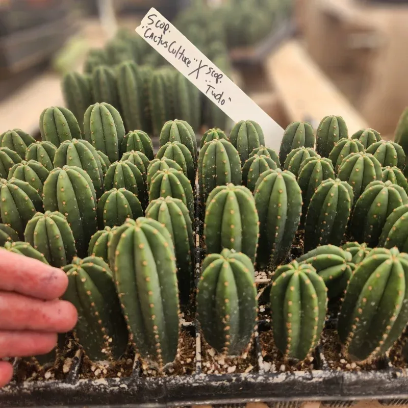 #EC115 EXACT Trichocereus Hybrid Scopulicola Cactus Culture X Scop Tudo Seedlings 3-4