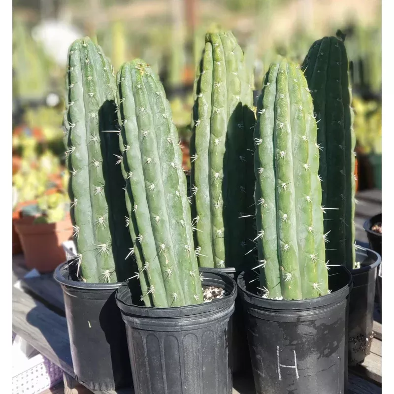 #EC116 EXACT Trichocereus Knuthianus Aff. Ornamental Cactus 12 approx.