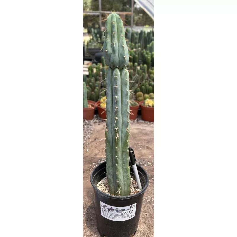 #EC117 EXACT Trichocereus Bridgesii JADA Cactus 18.5