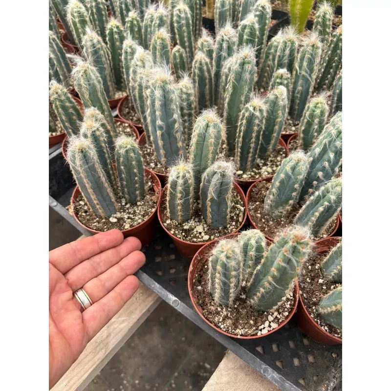 #EC118 Pilocereus Glaucescens Cactus Potted in 4 container
