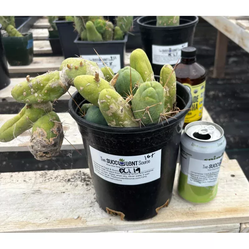 #EC119 EXACT Trichocereus Bridgesii Monstrose TBM Ornamental Cactus 16+segs