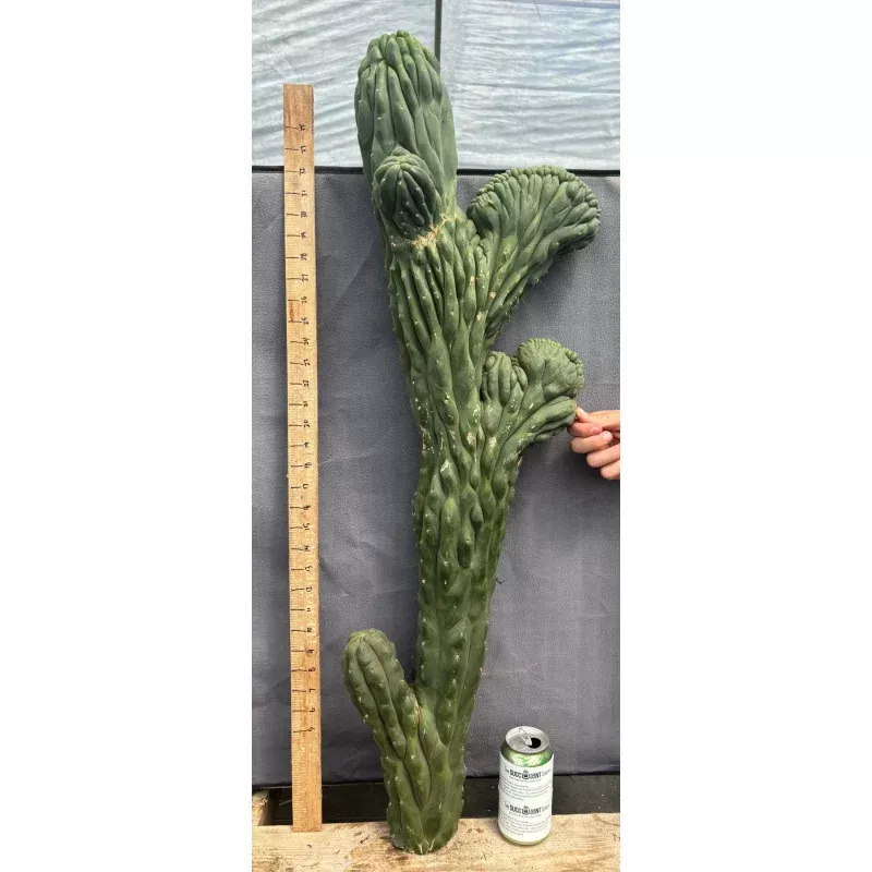 #EC12 EXACT Crested Trichocereus Pachanoi Cactus Cutting