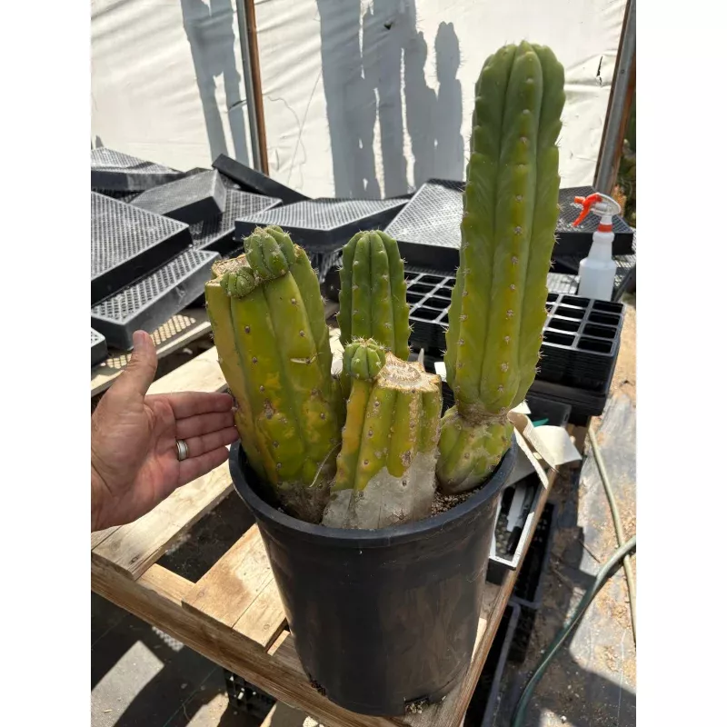 #EC120 EXACT Trichocereus Pachanoi PC Variegated Cactus potted TLC scale