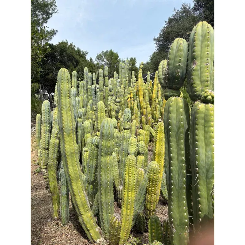 #EC123 EXACT Trichocereus Peruvianus Resilience Cactus Cuttings
