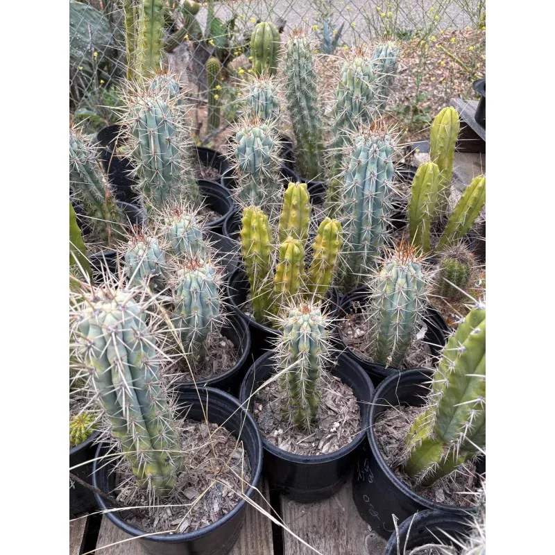 #EC124 Browningia Hertlingiana Cactus specimen 10-12