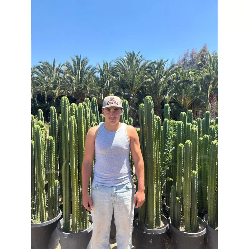 #EC125 EXACT GIANT Trichocereus Pachanoi PC Potted Cactus Specimens