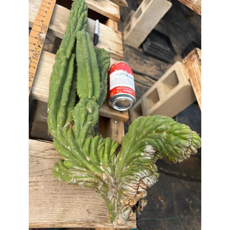 #EC126 EXACT Trichocereus BIG Pachanoi Crested Cactus Cutting 23
