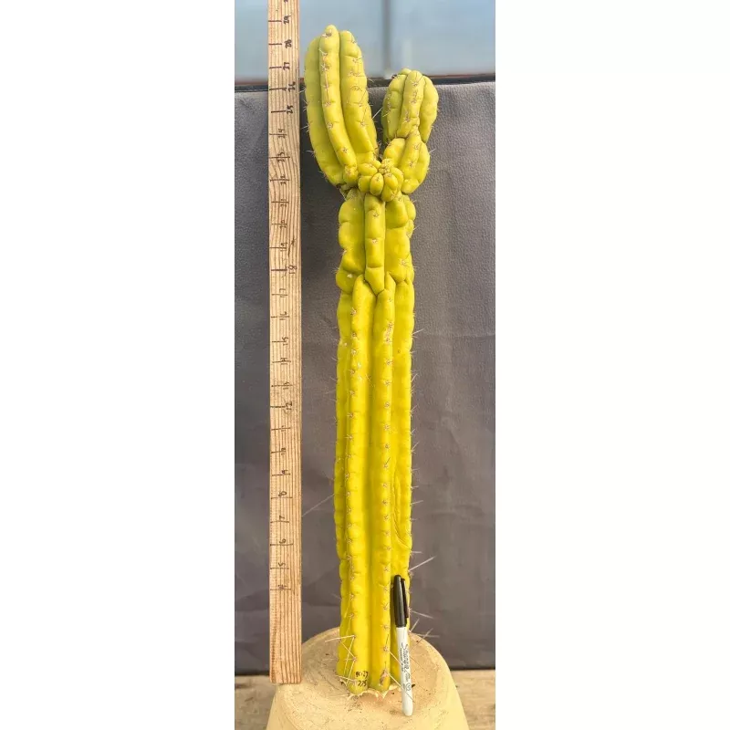#EC127 EXACT LONG Trichocereus Pachanoi Monstrose TPM Cactus 27.5 TLC Cutting