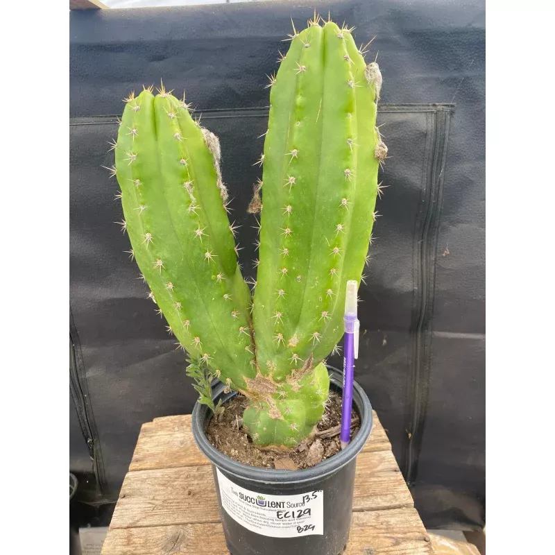 #EC129 EXACT Trichocereus Pachanoi Jiimz Long Spine Ornamental Cactus 13.5