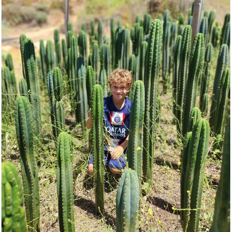 #EC13 EXACT Trichocereus Pachanoi #46 Cactus Potted & Cuttings