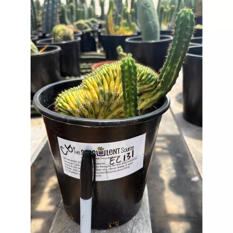 #EC131 EXACT Trichocereus Pachanoi Variegated Crested Cactus 13.5