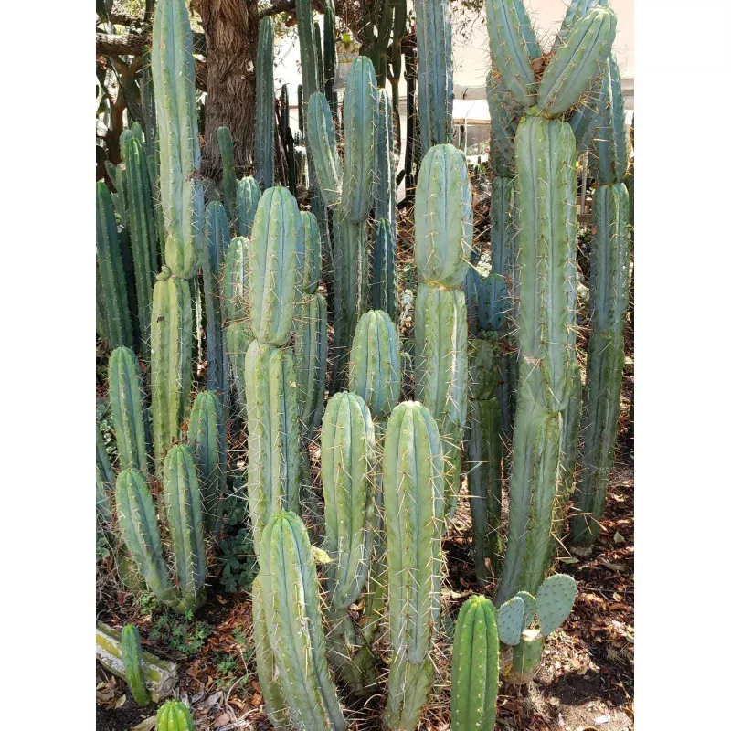 #EC133 EXACT Trichocereus Bridgesoid Boulder Cactus 8-9