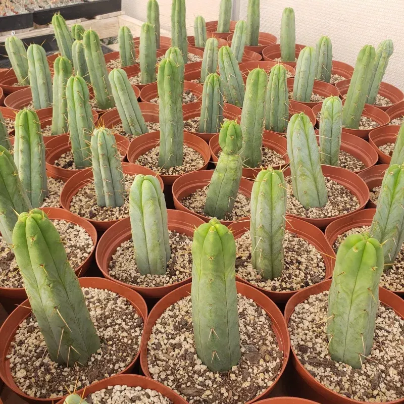#EC134 EXACT Trichocereus Bridgesii Jiimz Cactus Potted approx. 6-8
