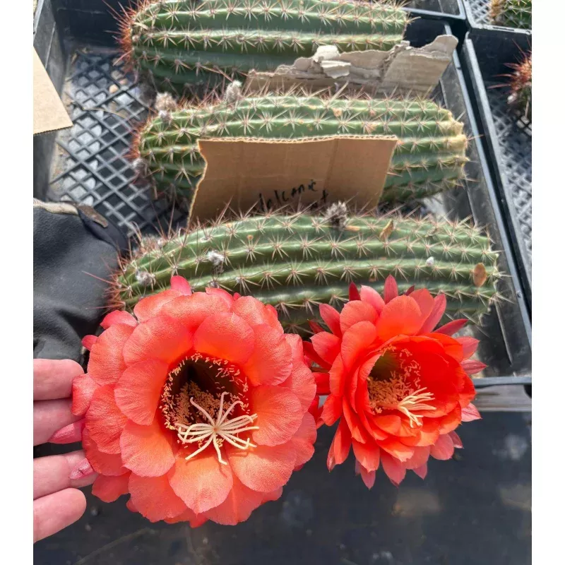 #EC136 EXACT Trichocereus Hybrid Volcanic Sunset Cactus Cutting