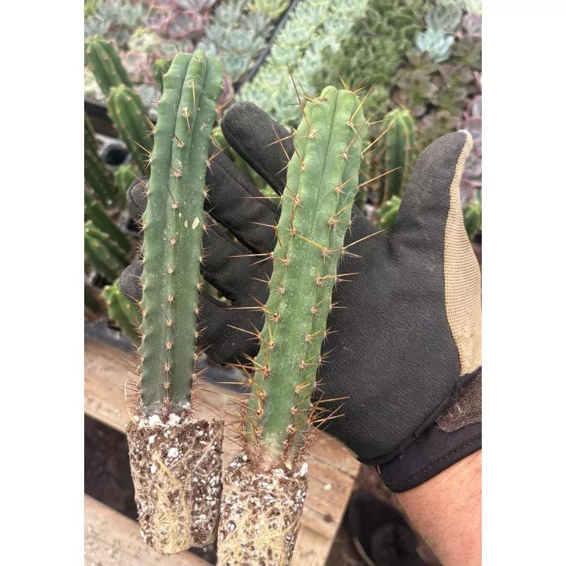 #EC137 EXACT Trichocereus Hybrid Bridgesii Ribshifter X Bridgesii Melti Cactus Seedling 6-7
