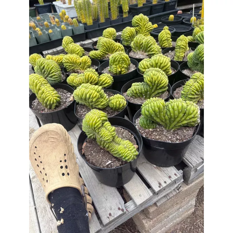 #EC139 EXACT Trichocereus Pachanoi San Pedro Crested Cactus in 8